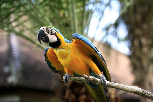 Parrot on a branch. Park of birds. Bali. Indonesia