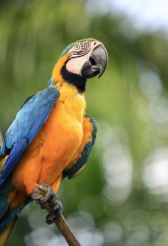 Parrot on a branch. Park of birds. Bali. Indonesia
