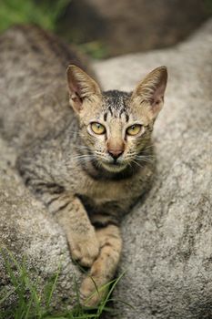 The homeless cat lays on a stone