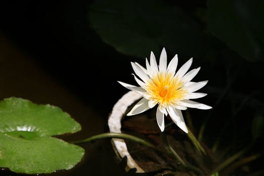 White water-lily with green leaves isolated from dark water