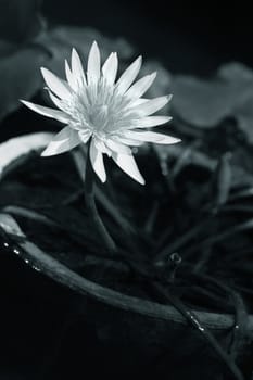 White water-lily with leaves isolated from dark water