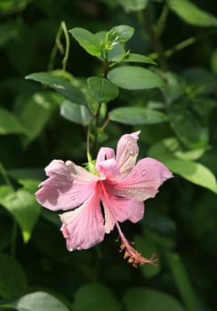 A set of beautiful Hibiscus flower against a natural background