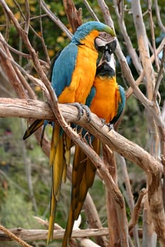 The Blue-and-yellow Macaw (Ara ararauna), also known as the Blue-and-gold Macaw, is a member of the macaw group of parrots which breeds in the swampy forests of tropical South America from Panama south to Brazil, Bolivia, Paraguay and Trinidad. It is an endangered species in Trinidad.