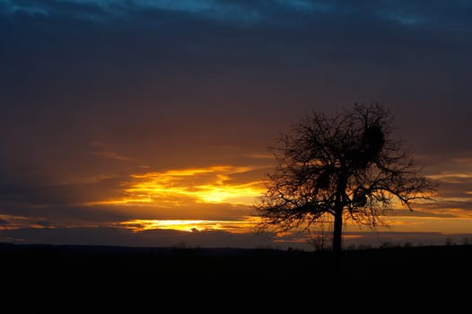 Colorful sunset with a lonely tree against the colored sky