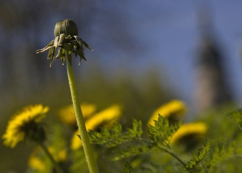 bud of  dandelion on grass