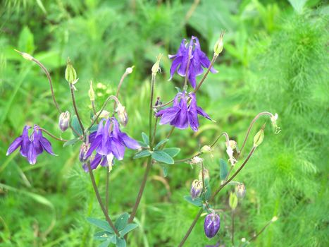 Close up of the little bluebells