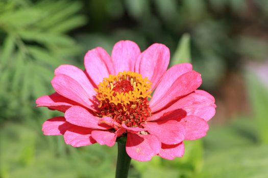 Close up of the pink mayor blossom