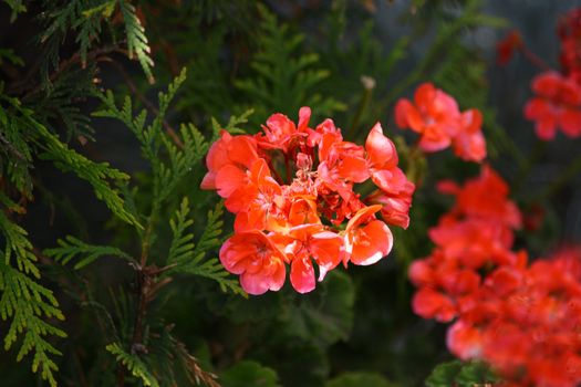 Close up of little red flowers and thuya.