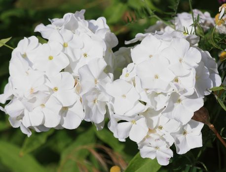 Close up of the white snowball blossoms.