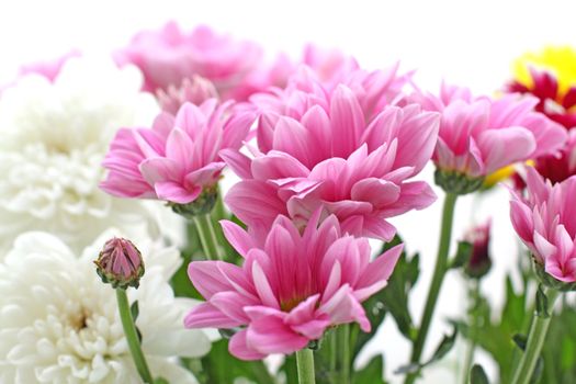 Close up of the pink chrysanthemum