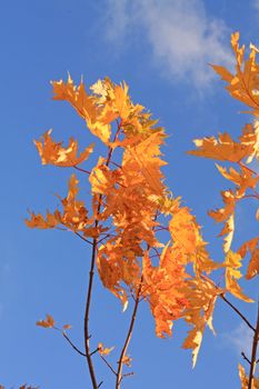 Yellow rowan leaves and blue sky.