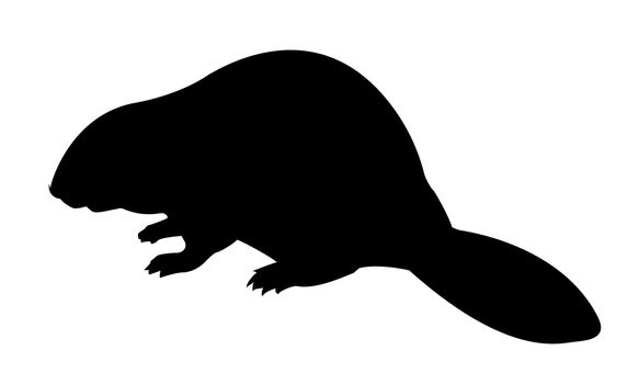 vector silhouette beaver on white background