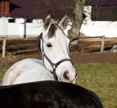 white horse on a green paddock