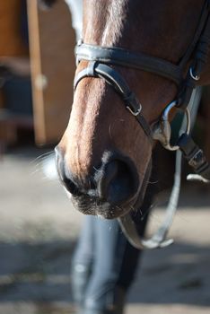 part of a horse head, horse's nostrils with a harness