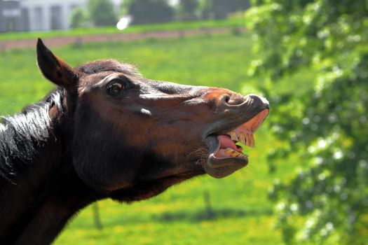 funny sneezing horse
