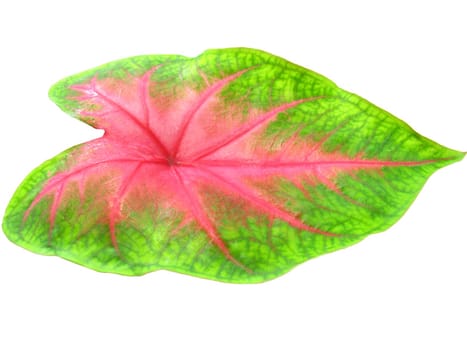 Image of a leaf isolated on white background