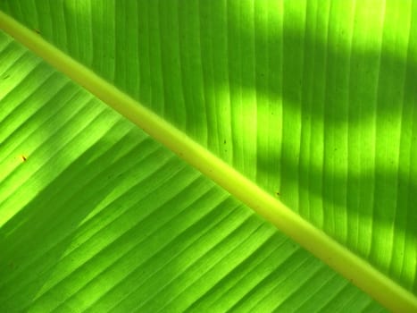 Image of banana leaf as background and texture
