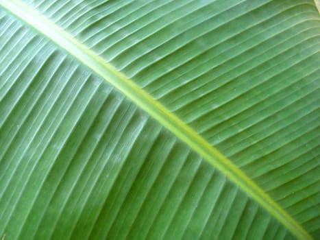 close-up of green leaf surface as background and texture