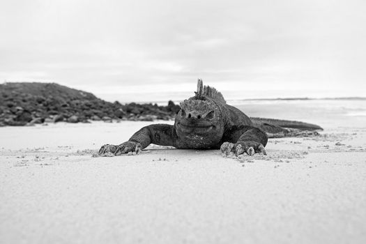 A marine iguana walking on the beach on Galapagos