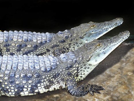 two crocodile standing together on a black background