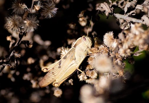 Grass hopper in the middle of the plants.