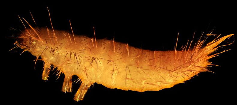 grain moth caterpillar under the microscope (Tineola granella L.)
