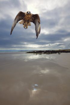 Galapagos Hawk flying on the Tortuga bay beach