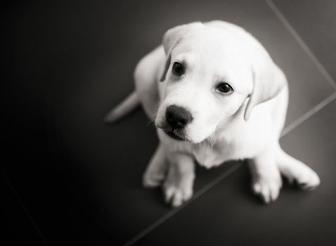 Top view of a labrador retriever puppy sitting on the floor