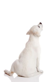 Back view of a labrador retriever cream puppy isolated on white background