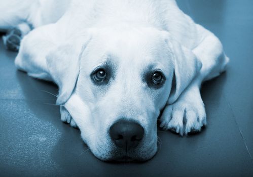 Beautiful portrait of a labrador retriever with a sad look