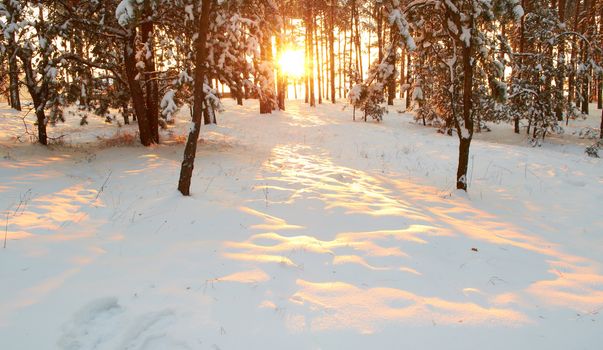 Sunrise.Frosty morning in a mysterious snow-white pine forest