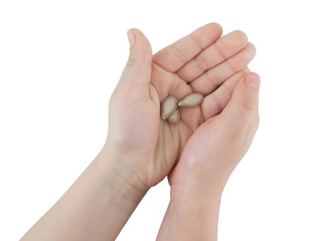 Hands of a child  holding  pumpkin seeds isolated on white background