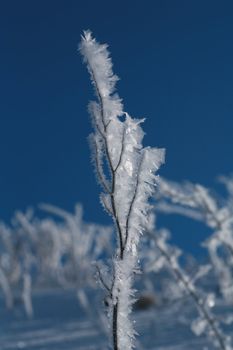 Ice on plant at a very cold day