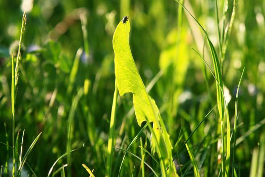 Close-up of a nice shining grass Close-up of a nice shining grass
