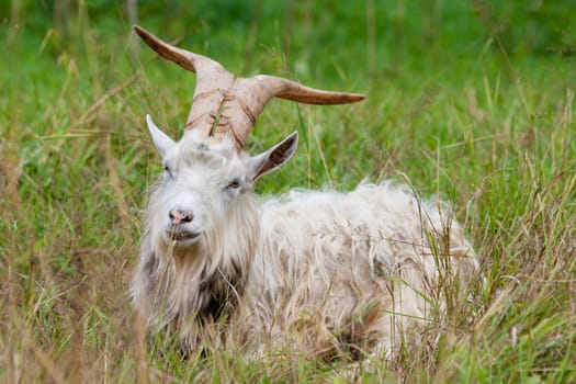 goat with big horns in the countryside