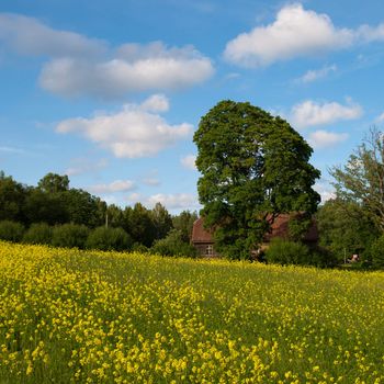 Lonely house in the forest and charlock field in a front