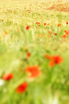 poppies on a  grain field