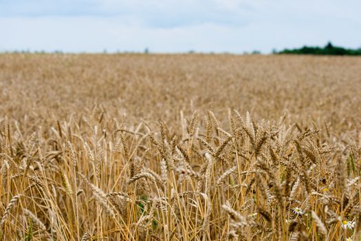 Golden wheat crops field in a summer landscape