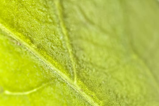 Celery leaf detail macro shot at 4 times lifesize, showing lea cells