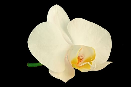 A beautiful white orchids isolated on black