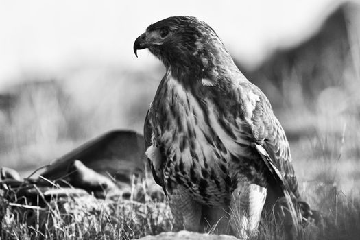 Portrait of a beautiful Red Tailed Hawk or Buteo Jamaicensis