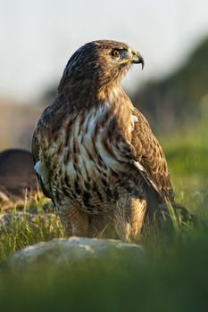 Portrait of a beautiful Red Tailed Hawk or Buteo Jamaicensis