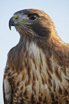 Portrait of a beautiful Red Tailed Hawk or Buteo Jamaicensis