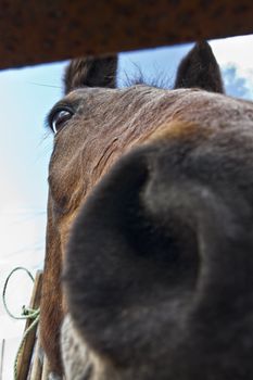 An unusual, almost comical, equestrian portrait shot at extreme close up