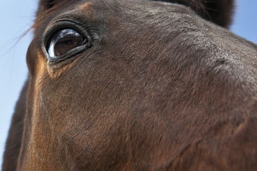 An unusual, almost comical, equestrian portrait shot at extreme close up