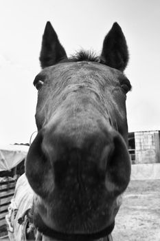 An unusual, almost comical, equestrian portrait shot at extreme close up