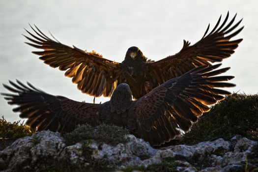 A light territorial fight between two falcons, testing eachother's submissiveness