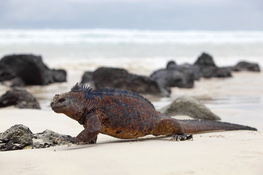 A marine iguana walking on the beach on Galapagos