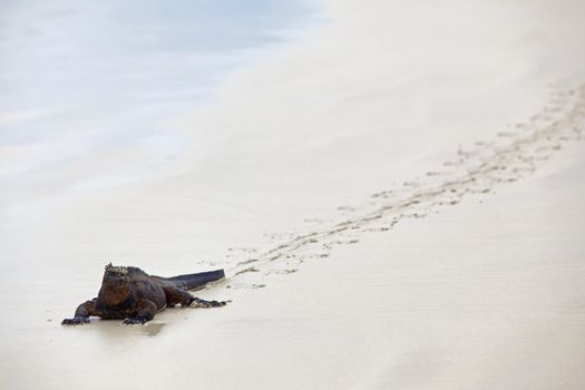 A marine iguana walking on the beach on Galapagos