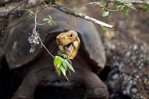 A Galapagos tortoise eating leaves, Santa Cruz, Galapagos